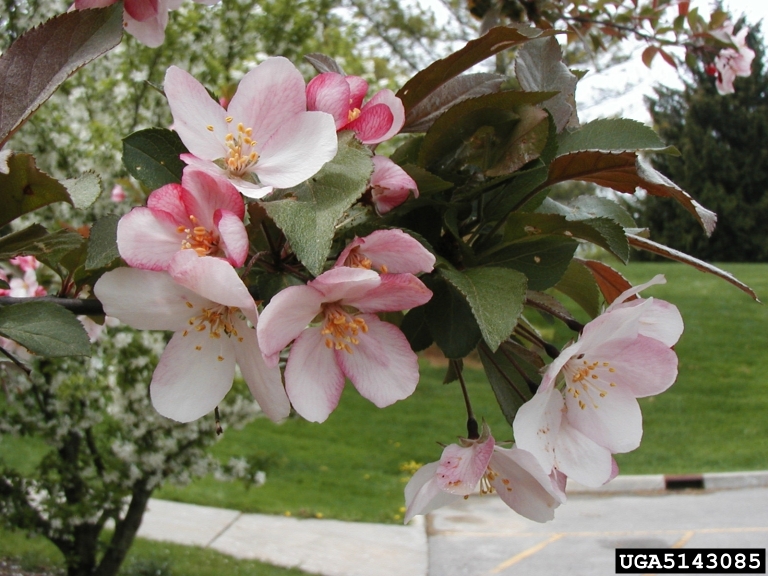 Flowering crabapple
